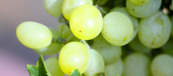 grapes