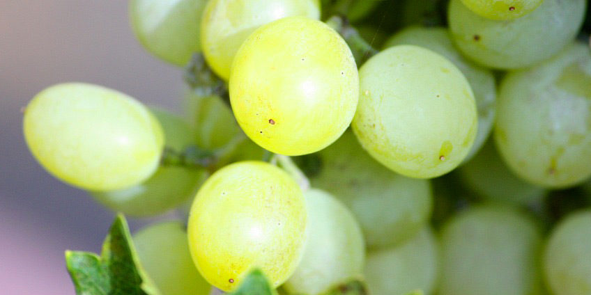 grapes
