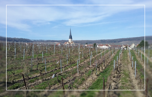 vigne-metier-champagne-chamery