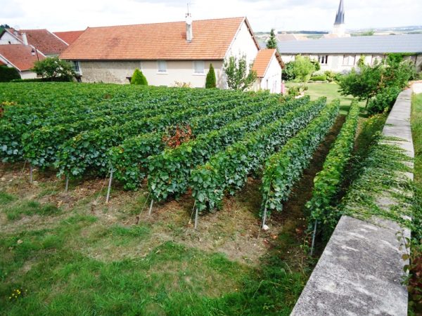 vignoble-perseval-foubert